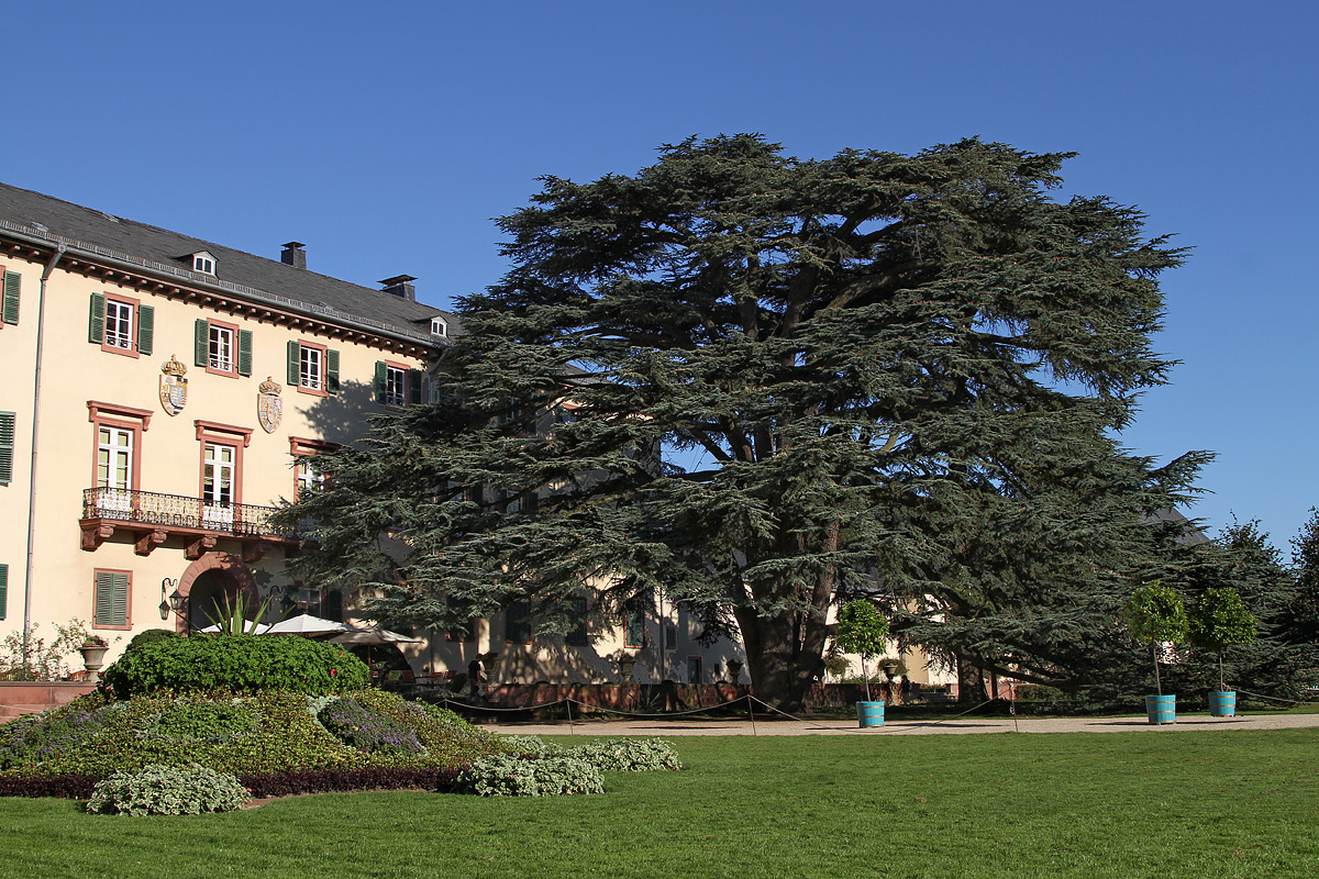 Libanonzeder am Bad Homburger Schloss